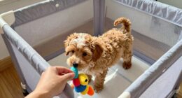 gradual puppy playpen introduction