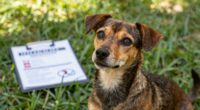 heartworm prevention misconceptions