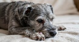 hidden canine arthritis symptoms