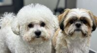 high maintenance grooming breeds