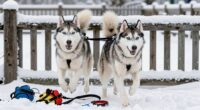 huskies require secure containment