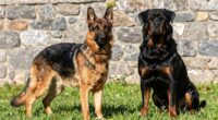 protection roles and differences