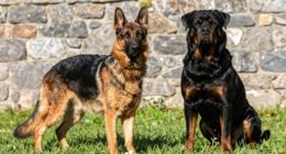 protection roles and differences