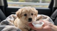 puppy car travel remedies