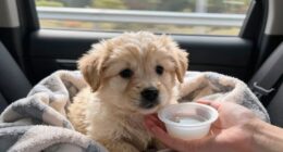 puppy car travel remedies