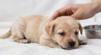puppy diarrhea monitor and consult