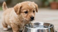 puppy water intake guidelines