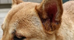 recurring canine ear infections