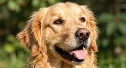retriever behavior and management