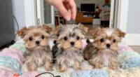 small dog injury risks