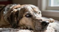 supporting aging dog s vision
