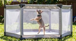 tall playpens prevent escapes