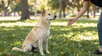 training dogs to greet calmly