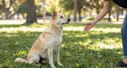 training dogs to greet calmly