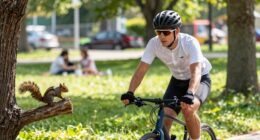 training with squirrels distractions