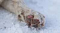 winter paw injuries escalate