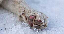 winter paw injuries escalate
