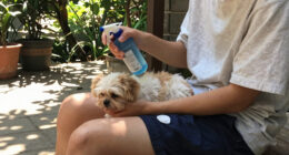 As temperatures soar, pet owners urged to keep animals cool