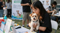 Bernalillo County hosting free microchip events for pets