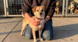 Fort Worth makes urgent plea for pet adoptions as shelters are overcapacity - Fort Worth Star-Telegram