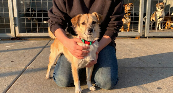 Fort Worth makes urgent plea for pet adoptions as shelters are overcapacity - Fort Worth Star-Telegram