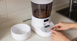 13 Best Automatic Pet Feeders in 2026