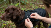 15 Best Dog Backpacks for Outdoor Adventures in 2026