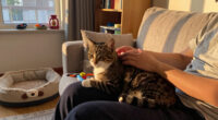 8 Best Cat Products in 2026