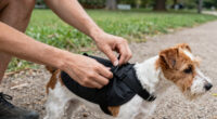Best Dog Backpacks For Outdoor Walks Compared