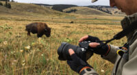 Bison Attack Yellowstone