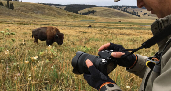 Bison Attack Yellowstone