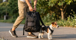 Dog Backpacks For Outdoor Walks: A Back to school Guide