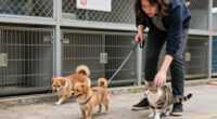 Fireworks Send Dozens Of Pets To Pima Animal Care Center After Fourth Of July
