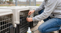 High Costs Leave San Antonio Pet Owners Looking For Help As ACS Kennels Reach Capacity