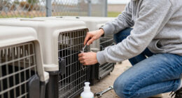 High Costs Leave San Antonio Pet Owners Looking For Help As ACS Kennels Reach Capacity