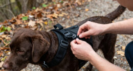 How to Choose Dog Backpacks For Outdoor Walks