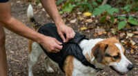 How to Choose Dog Backpacks For Outdoor Walks