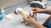 New service fills gap for dogs needing post-surgery care - WBAL-TV