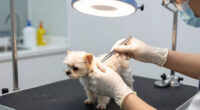 New World Screwworm Pet Safety