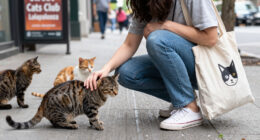 Street Cats Club Lolapalooza Returns Saturday To Support Local Cat Rescue Efforts