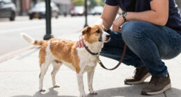 The 28th Annual Broadway Barks