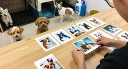 Was Your Pet Rescued In The Hoarding Case? Look Through Photos To See