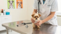 Canyon Pet Hospital Serving Pets For More Than Two Decades