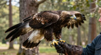 Jackie The Eagle