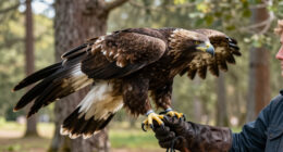 Jackie The Eagle