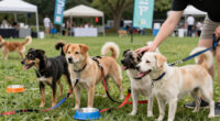 Meet These Dogs And More At Our Upcoming Adoption Events In NYC!