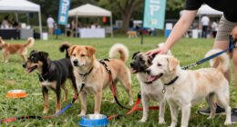 Meet These Dogs And More At Our Upcoming Adoption Events In NYC!