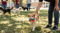 Playgroups Help Dogs Heal At The ASPCA Recovery & Rehabilitation Center