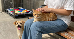 These Orange County Pets Need Homes As ‘Clear The Shelters’ Month Ends