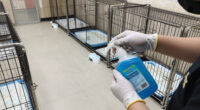 Wantagh Pet Boarding Facility Under Investigation Following Dogs Death